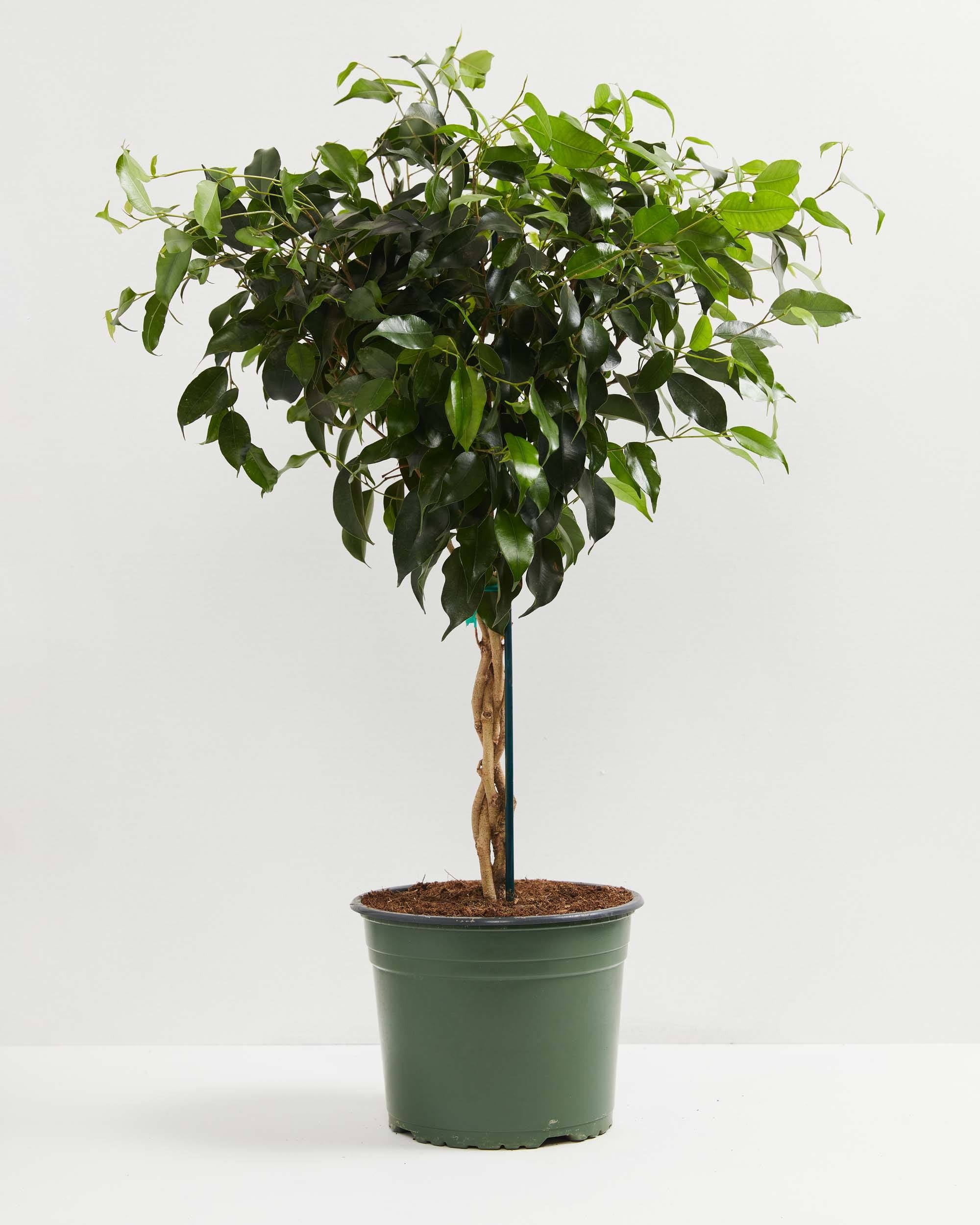 Ficus Benjamina Midnight Braid