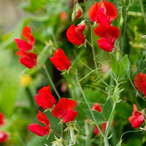 Outsidepride Sweet Peas Royal Scarlet - 500 Seeds