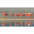 thumbnail image 3 of Chang, Phillip 24x15 Black Modern Framed Museum Art Print Titled - Flamingo, 3 of 5
