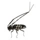 thumbnail image 5 of 5 Piezas Juguetes de Falsos Simulados Juguete de Suministros de de Halloween Modelos Educativos Imán de Longicorn Cola Decoración realista de insectos, 5 of 8