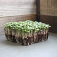 thumbnail image 2 of Organic Basic Salad Mix Microgreens Seeds - 3 Gram Packet - Use for Indoor Gardening, Growing Micro Greens & More | Micro Greens Salad Garden Seeds, 2 of 5