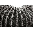 thumbnail image 2 of Hausenflock, Alan 14x11 White Modern Wood Framed Museum Art Print Titled - Spiny Rows, 2 of 4