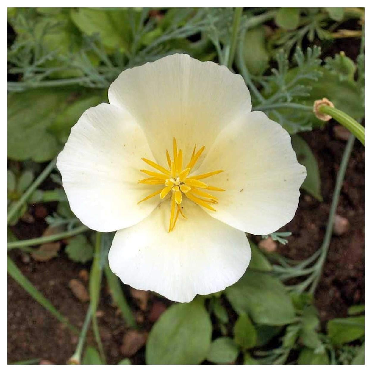 Everwilde Farms - 1 lb White Linen California Poppy Garden Flower Seeds - Gold Vault Bulk Seed Packet