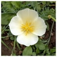 thumbnail image 2 of Everwilde Farms - 1 lb White Linen California Poppy Garden Flower Seeds - Gold Vault Bulk Seed Packet, 2 of 4