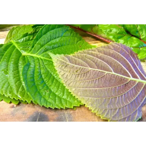 3,000 Korean Shiso Herb Seeds (Perilla) – 70 Days – Warm Season Annual by Mai's Family