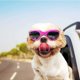 thumbnail image 4 of Gafas para perros, gafas de sol para mascotas, gafas plegables para perros, gafas de sol con protección UV (rosa), 4 of 5