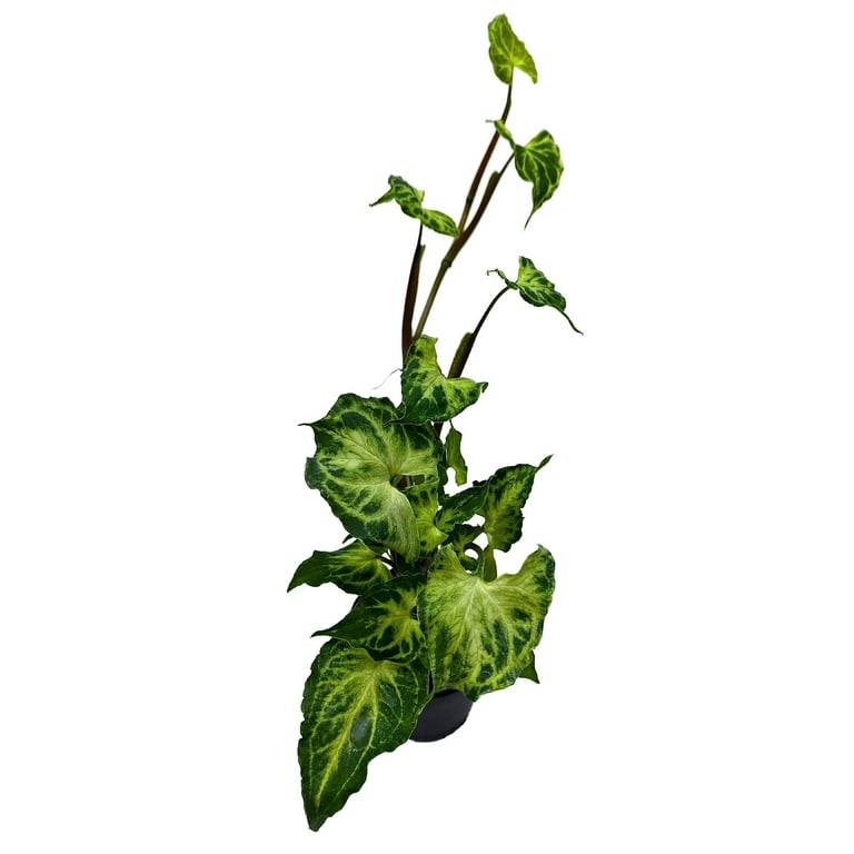 Syngonium Batik, in 4 inch Pot, Nephthytis, Arrowhead Plant, Arrowhead  Vine, Arrowhead Phildendron - Walmart.com