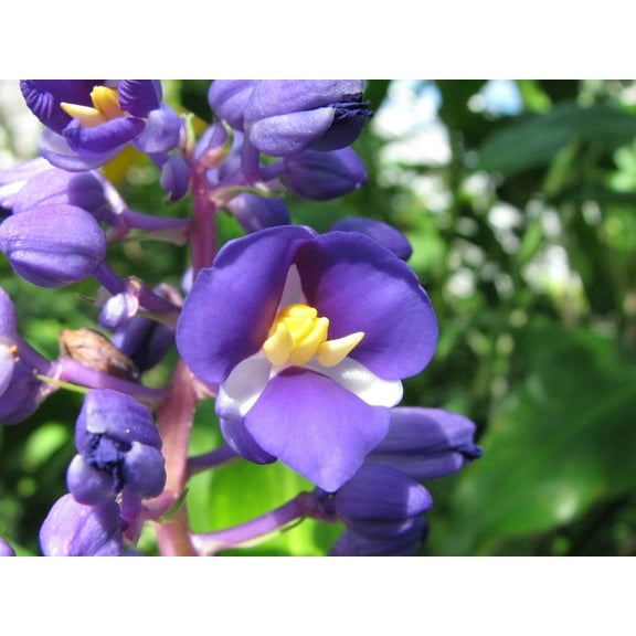 Blue Live Ginger Plant Roots 4 PK (Each Root 2"- 4" Long) Shade