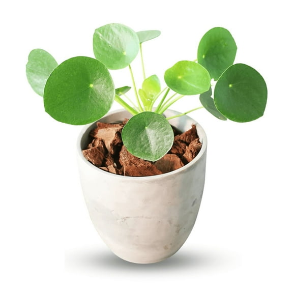 Money Plant Live in 6 Inch Pot, Chinese Money Plant 7-9 Inch Tall Indoor Plant for Home or Office Spaces