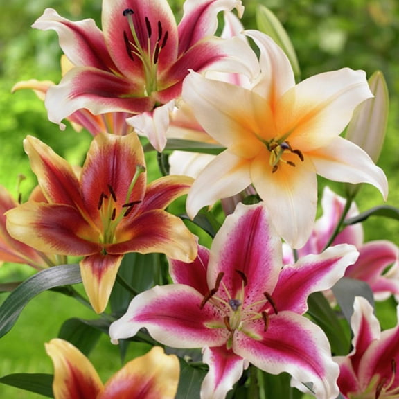 Van Zyverden Lilies Tequila Sunrise Blend Set of 9 Bulbs Multicolor Partial Sun Easy to Grow 2 lbs