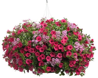 Flowering Hanging Basket - Walmart.com 
