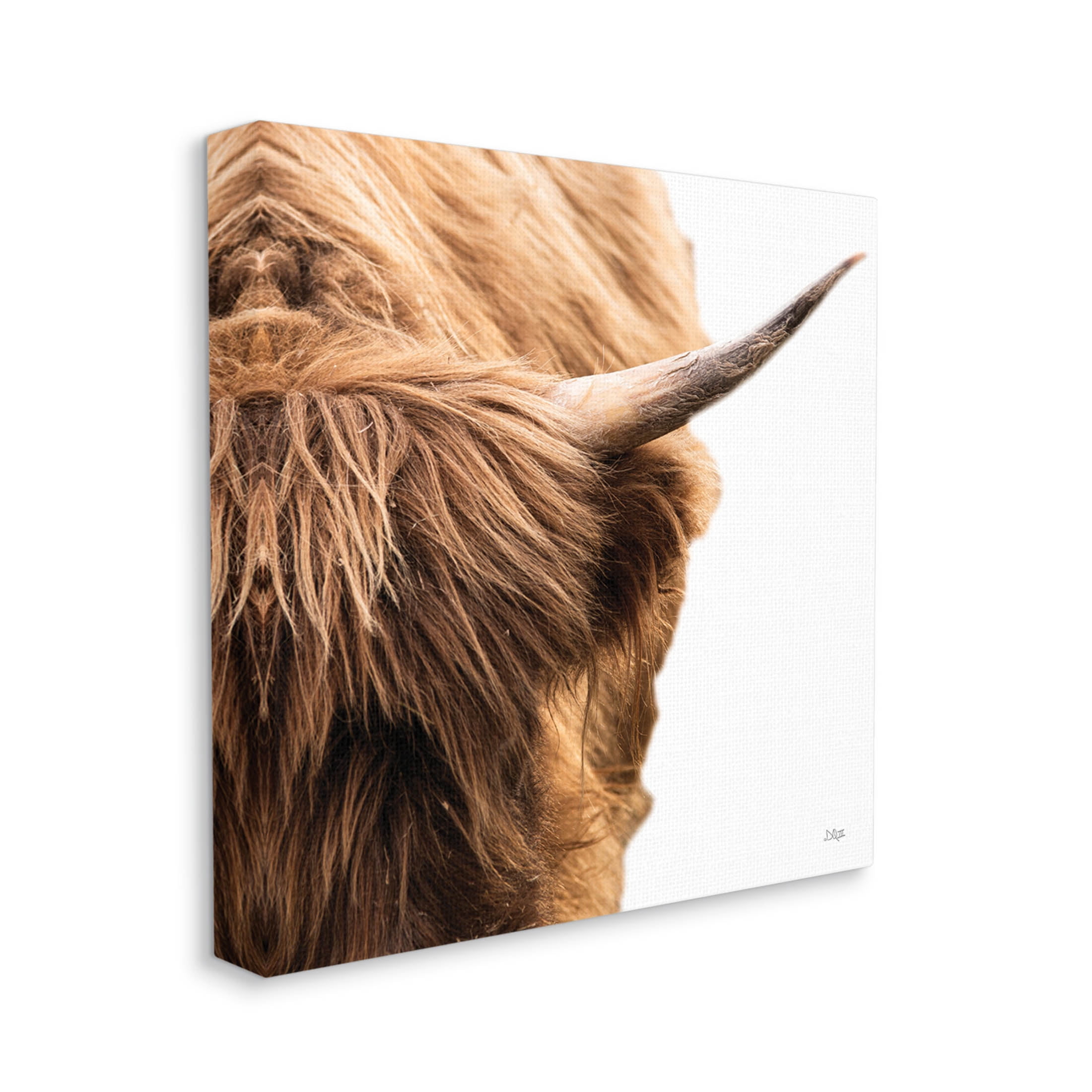 Close Up Cattle Horn Photography Animals & Insects Photograph Gallery Wrapped Canvas Print Wall Art
