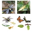 thumbnail image 1 of Mariposa de Modelo CUTICAT Juguete de Enseñanza Temprana 8 Piezas, 1 of 8