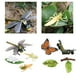 thumbnail image 1 of Juguete de Plástico Hugo Juego de Crecimiento de Insectos para Niños, 1 of 10
