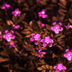 thumbnail image 5 of Dinheiro Linterna solar, 23 pies/7M 50LED Flor de melocotón Luces decorativas solares de cadena para jardín al aire libre, 5 of 5
