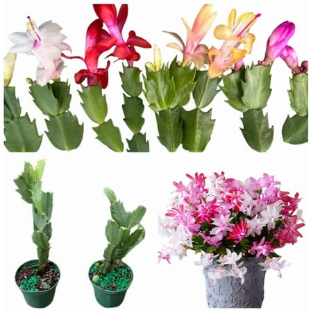 Set 2 Holiday Cactus Plants - Mixed Color Chrismas Cactus Thanksgiving Cactus Plant - Assorted Zygocactus Flowers Well Rooted - Schlumbergera Flowers Seedling - 4-6"Tall 3"Pot