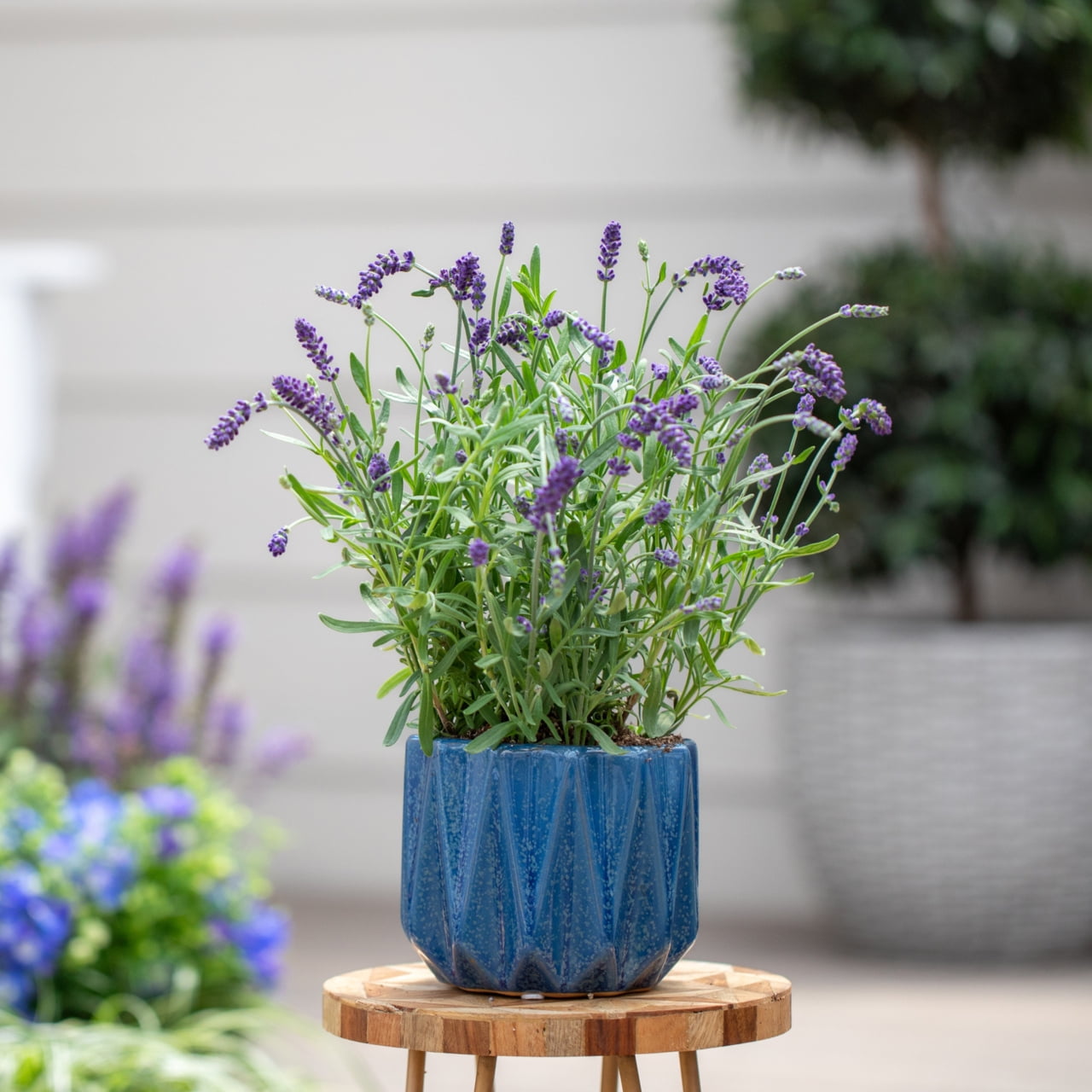 Better Homes & Gardens 1.5PT Lavender Live Perennial Plant Sun 5-Pack