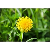 CAREMULE Dandelion Seeds for Planting - 5000 Pcs Organic Non-GMO and Untreated Dandelion Herb Seeds to Plant Home Garden
