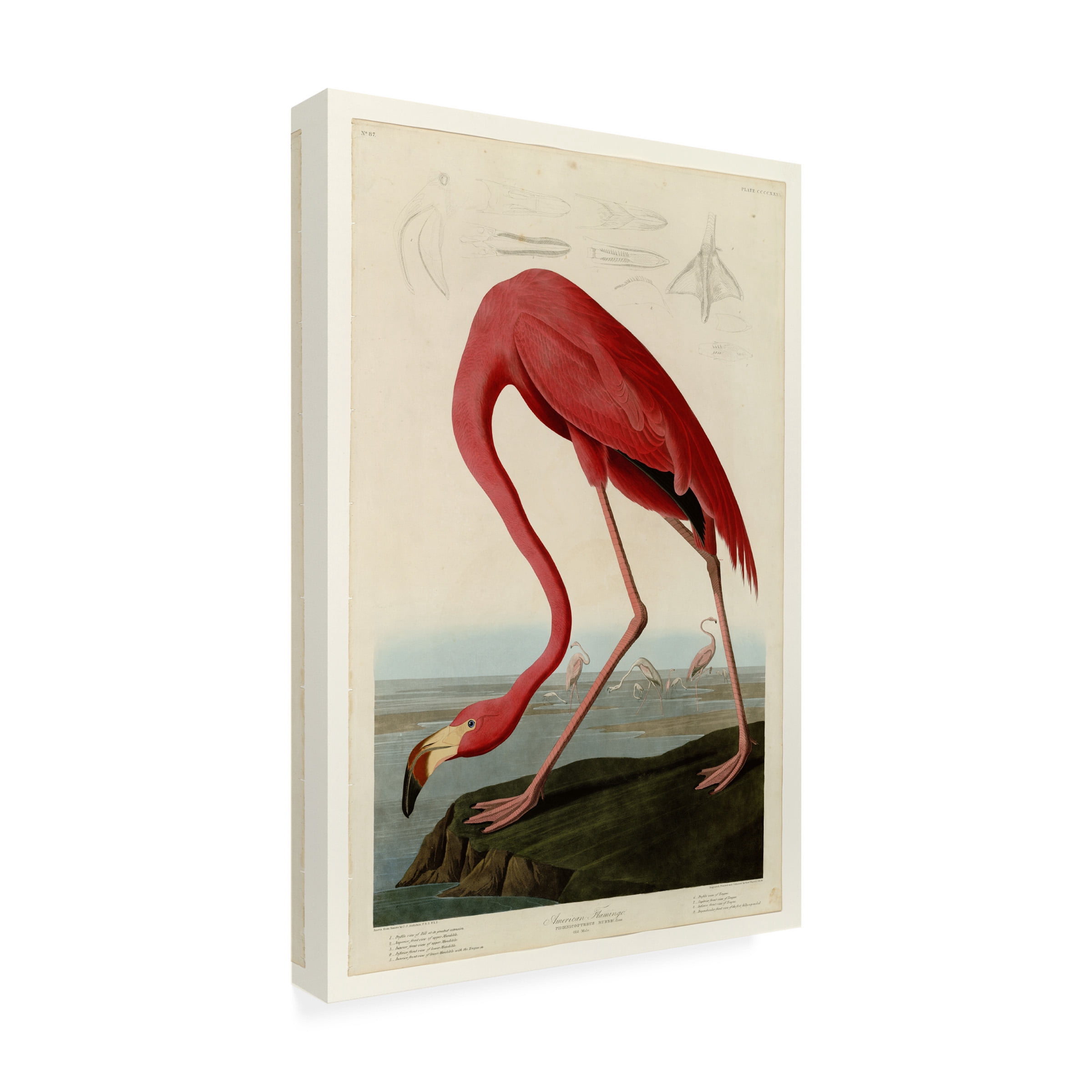 Trademark Fine Art John James Audubon Starry Night Canvas Wall Art - 22x32