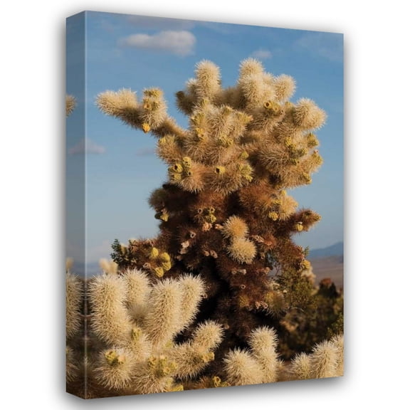 Erin Berzel 13x18 Gallery Wrapped Canvas Wall Art Titled - Cholla Cactus II