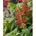 thumbnail image 4 of Clovers Garden Pineapple Sage Live Plants in 4" Pots (2 Count), Non-GMO, 4 of 6