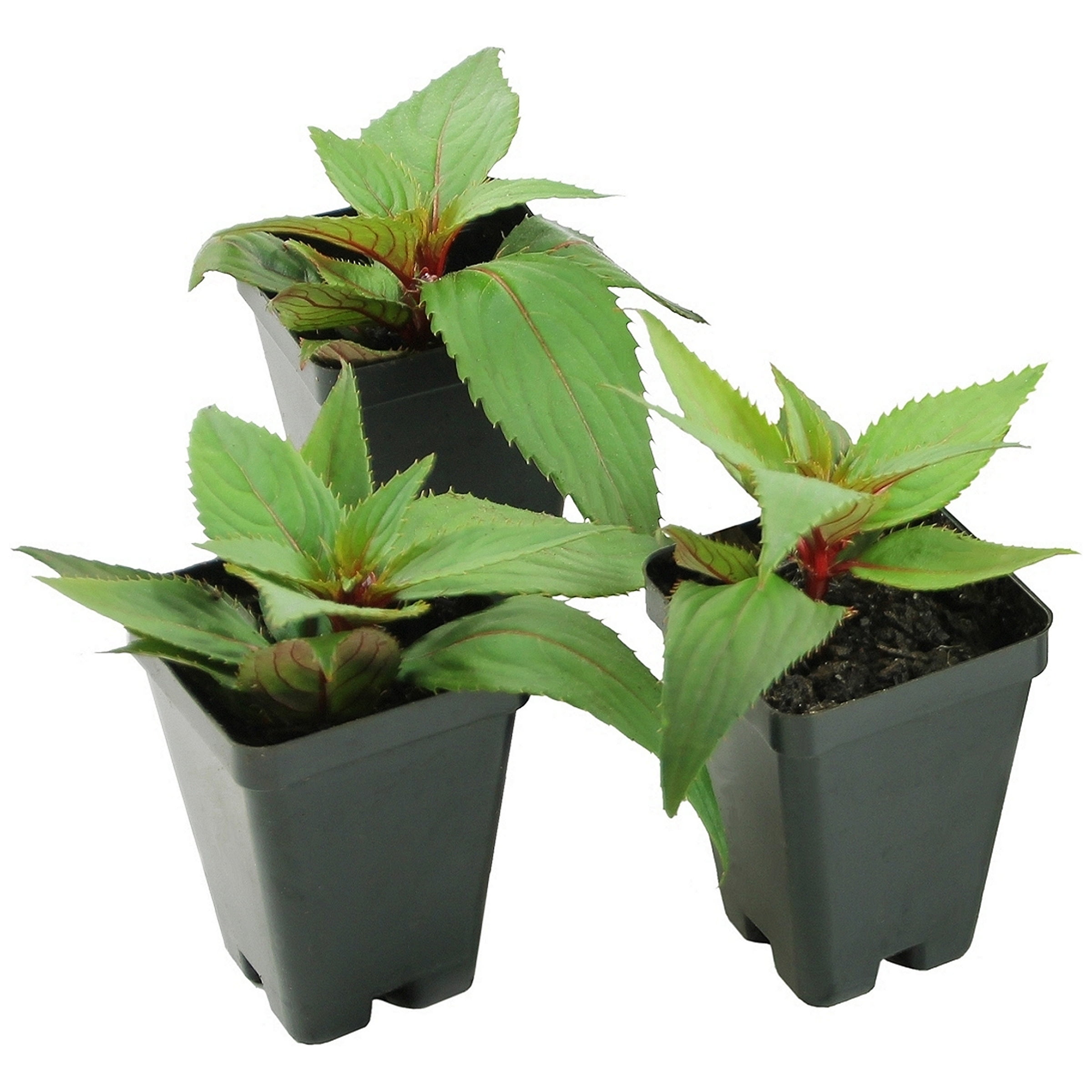 2.5 in. Impatiens Candylicious SunPatiens Collection (3-Pack)
