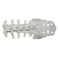 thumbnail image 6 of Human Lumbalis Skeleton Anatomy Model with Sacrum School Teaching Tool, 6 of 8