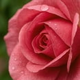 thumbnail image 2 of Traditions of Scent Rose Bloom Premium Fragrance Diffuser Oil Refills by Tinsel Traditions - Set of 3, 2 of 6