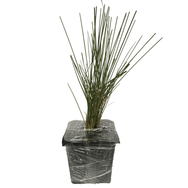3 Pink Muhly Grass Plants In Seperate 4 Inch Containers Walmart Com Walmart Com