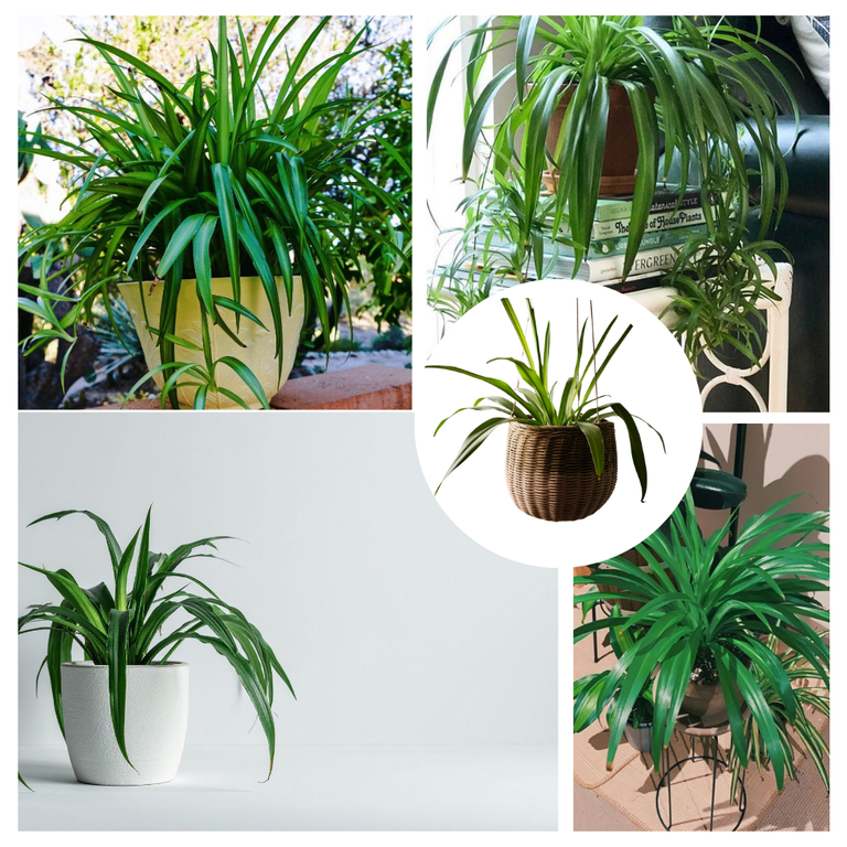 Green Spider Live Plant in Pot, Trailing Indoor Houseplant, 3-5 Inches  Tall, Ideal for Home and Office - Walmart.com