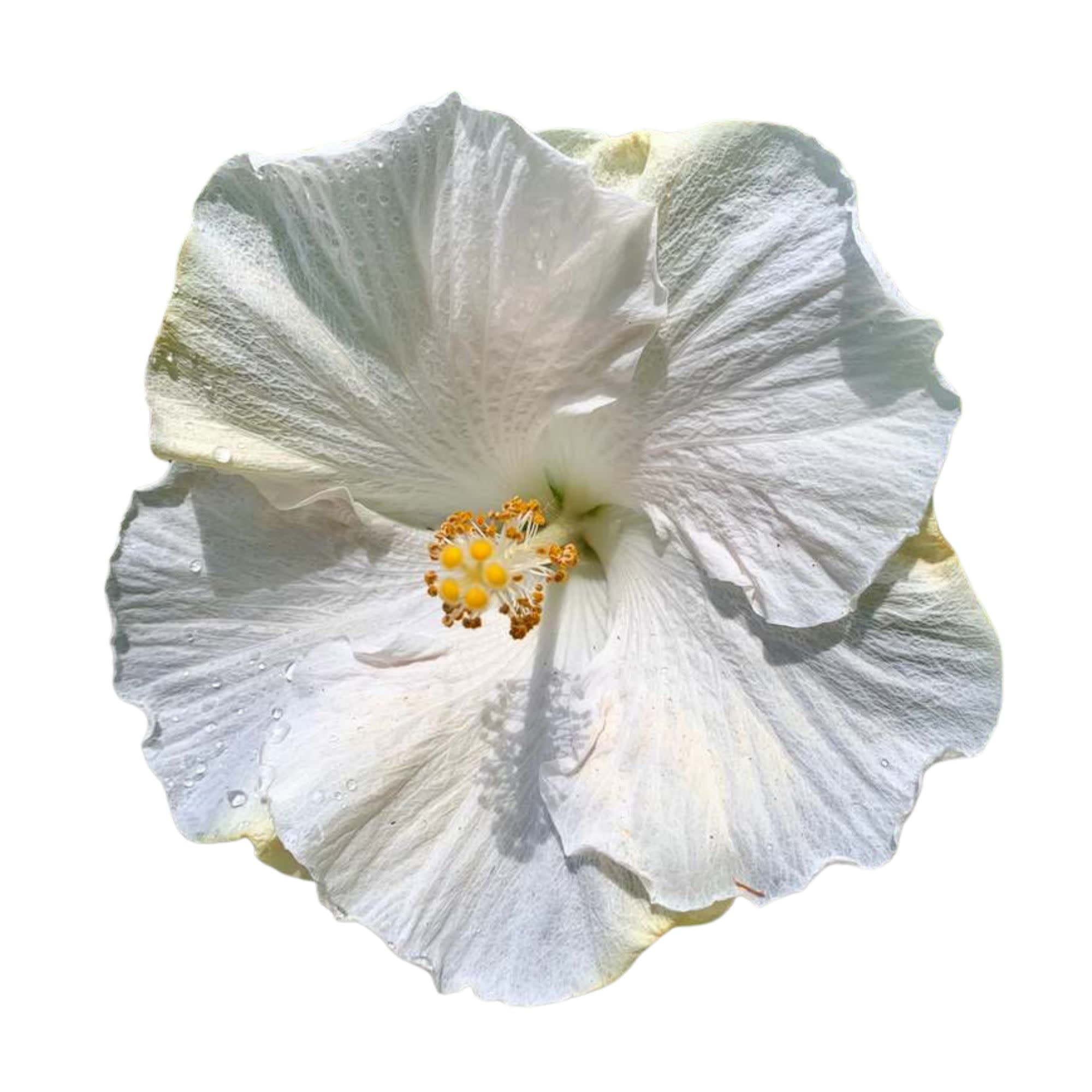 Proven Winners ColorChoice 6" White Hollywood Hibiscus Earth Angel Tropical Hibiscus Live Plant in 7.5" Pot