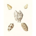thumbnail image 2 of Knorr, G.W. 15x18 White Modern Wood Framed Museum Art Print Titled - Pastel Knorr Shells VI, 2 of 4