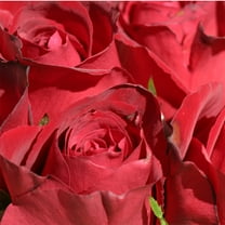 Heirloom Roses Red Rose Plant - Madame Delbard® Hybrid Tea Rose Bush