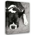 thumbnail image 1 of Karyn Millet 23x32 Gallery Wrapped Canvas Wall Art Titled - Boxer, 1 of 4