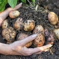 thumbnail image 3 of Potato Planter Bag, 3 of 4