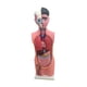 thumbnail image 4 of Modelo de Cuerpo Humano perfke Educativo con Base 67 cm, 4 of 9