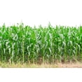 thumbnail image 2 of 50 BLUE POPCORN Blue Kernels Pop White Corn Zea Mays Vegetable Seeds, 2 of 6