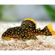 Aquatic Foods Sinking 1/8 Pellets for Plecos, Catfish, Shrimp Snails ALL Bottom Fish - 1/4-lb…Ziegler