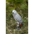 thumbnail image 6 of Hi-Line Gift Grey Gabon Parrot ON Stump, 6 of 6