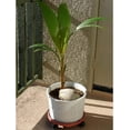thumbnail image 3 of American Plant Exchange Coconut Palm Tree, Dwarf Malaysian Green, Tropical Live Plant, 6-Inch Pot, Fruiting Houseplant for Indoor/Outdoor Use, 3 of 7