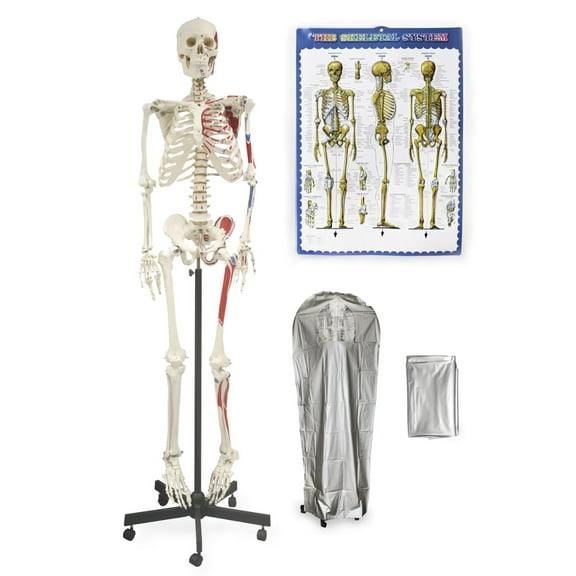 Vision Scientific Full Size Human Skeleton-66” (168cm) with Muscle