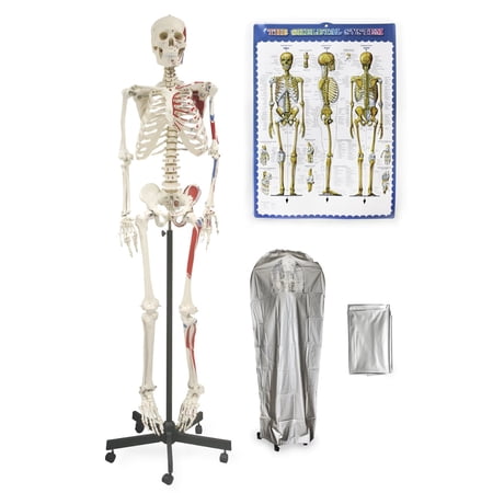Vision Scientific Full Size Human Skeleton-66” (168cm) with Muscle price history on PriceWatchPro