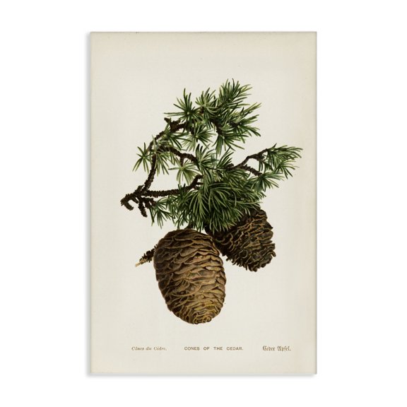 Stupell Industries Cedar Tree Pinecones Plants & Flowers Painting Wrapped Canvas Art Print Wall Art, 16 x 24