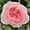 Pink, variant on Premium Perennial - Rose Roots for Planting - Low Maintenance - Ideal for Garden Borders, Plant Hangers