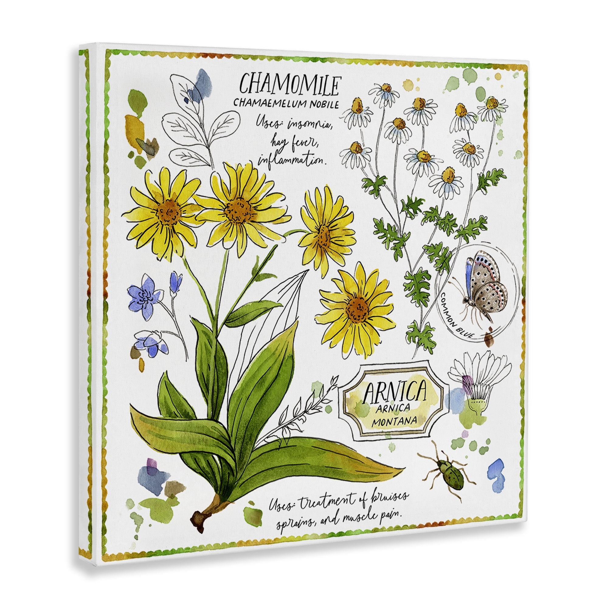 Stupell Industries Chamomile Herb Uses Plants & Flowers Painting Wrapped Canvas Art Print Wall Art, 30 x 30