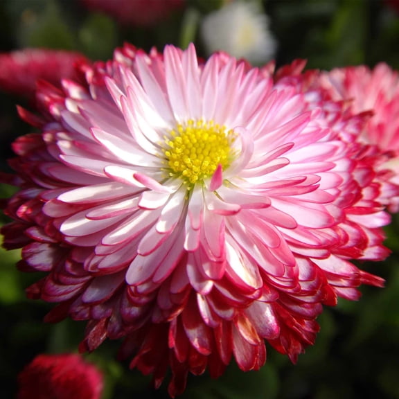 Habanera Mixture English Daisy ~100 Seeds – Bellis perennis – Non-GMO Pelleted Seeds for Bedding, Borders & Containers – Red, White, Bi-Color – Annual or Perennial Flower – Zones 4-9