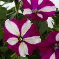 thumbnail image 3 of Wave 1QT Purple White Petunia Live Annual Plant Sun 5-Pack, 3 of 7