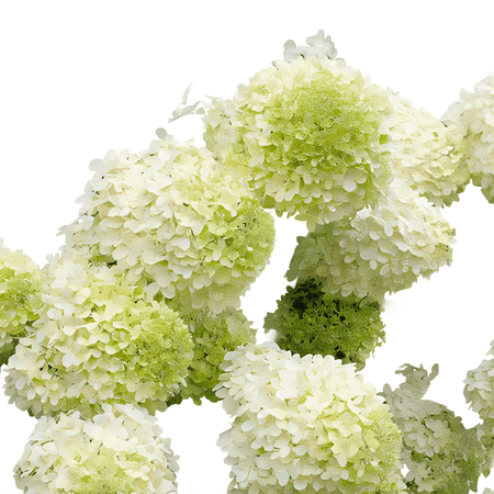 White Hydrangea Live Shrubs, Tall Flowering, Full Sun