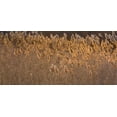 thumbnail image 2 of Paulson, Don 32x17 White Modern Wood Framed Museum Art Print Titled - New Mexico, Bosque del Apache Backlit grasses, 2 of 4