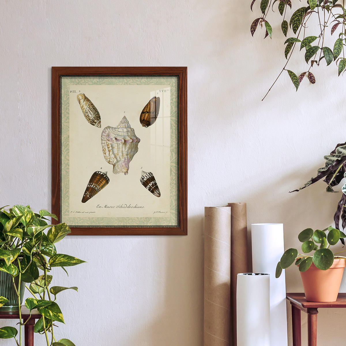 Bookplate Shells IV - Framed Print w/glass - Chestnut